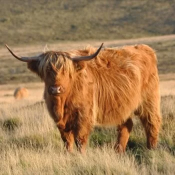 le vache highland