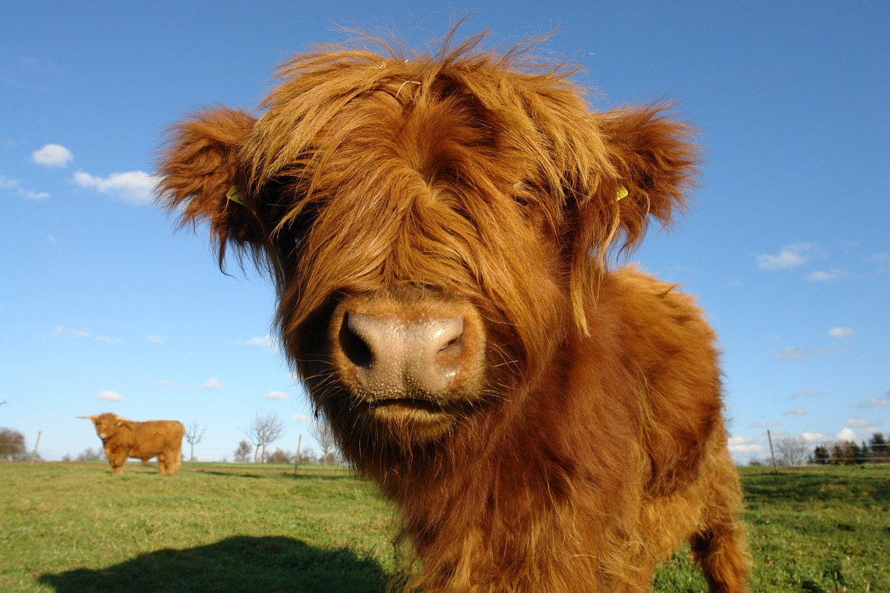 beautiful highland cow close up to camera